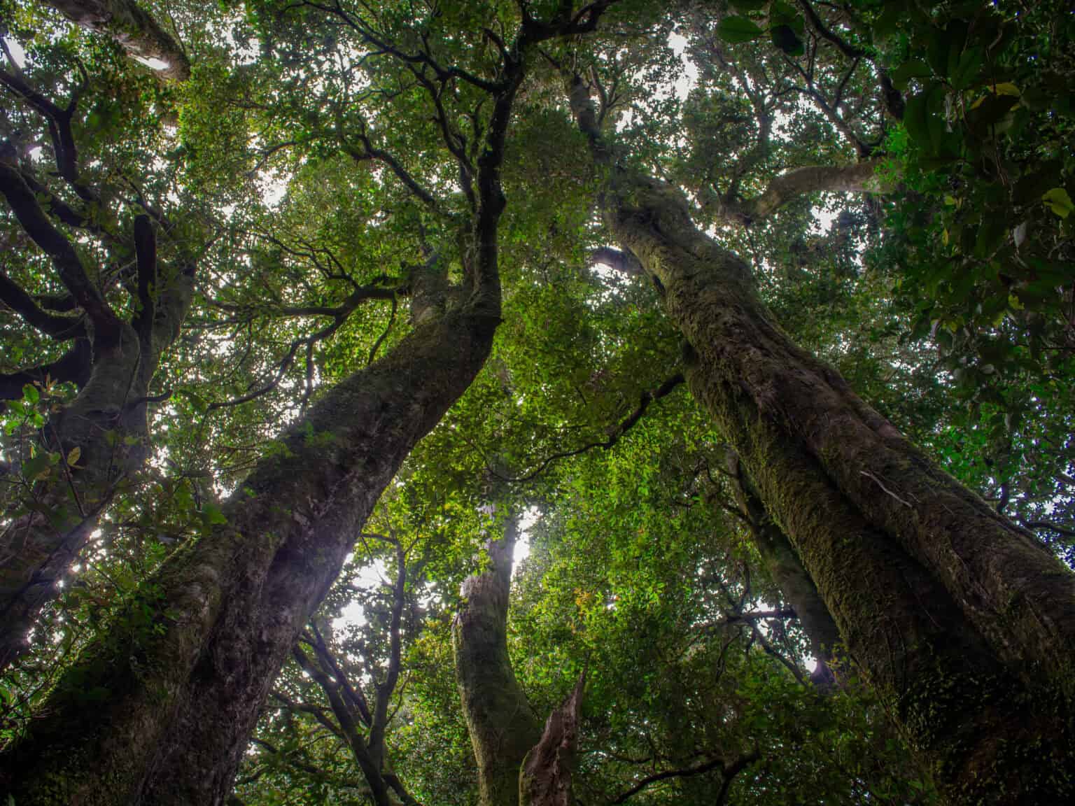 Bosque_Banner